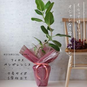 フィカス ベンガレンシス 曲がり S字 仕立て...の詳細画像1