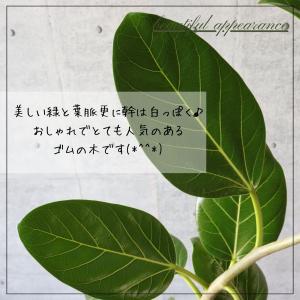 フィカス ベンガレンシス 曲がり S字 仕立て...の詳細画像3