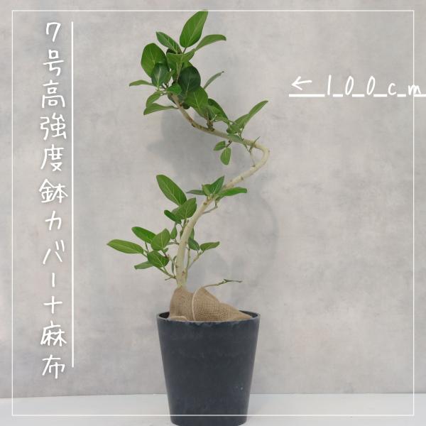 フィカス ベンガレンシス 曲がり 螺旋 仕立て ゴムの木 お祝い ギフト 開店祝い ラッピング 無料...