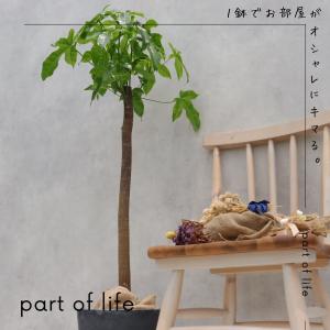 ボトルツリー アケリフォリウス ブラキキトン ...の詳細画像1