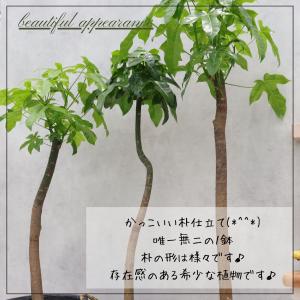 ボトルツリー アケリフォリウス ブラキキトン ...の詳細画像2