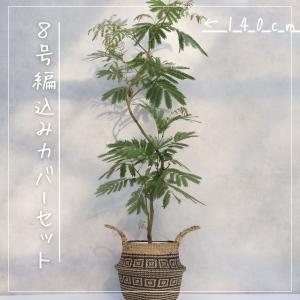 エバーフレッシュ 曲がり 仕立て 8号 お祝い...の詳細画像5