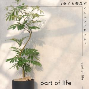 エバーフレッシュ 曲がり 仕立て 8号 お祝い...の詳細画像2