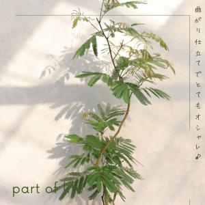 エバーフレッシュ 曲がり 仕立て 8号 お祝い...の詳細画像3