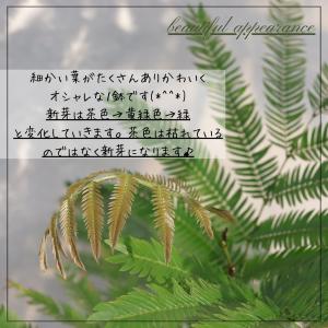 エバーフレッシュ 曲がり 仕立て 8号 お祝い...の詳細画像4