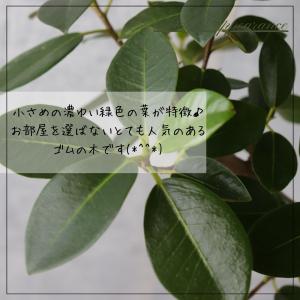 フランスゴム の木 フィカス ルビギノーサ 曲...の詳細画像3