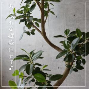 フランスゴム の木 フィカス ルビギノーサ 曲...の詳細画像4