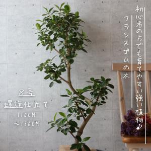 フランスゴム の木 フィカス ルビギノーサ 曲...の詳細画像1