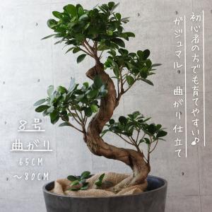 フィカス ベンガレンシス 曲がり 螺旋 仕立て 幹太 ゴムの木 フィカス ベンガレンシス 曲がり 螺旋 仕立て 幹太 ゴムの木