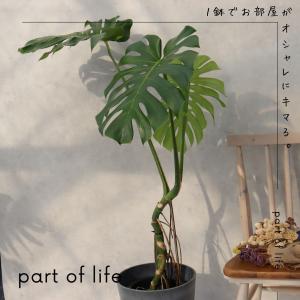 モンステラ 幹立ち 8号 モンステラ 観葉植物...の詳細画像2