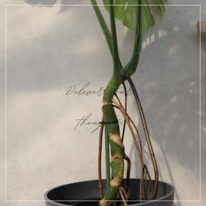 モンステラ 幹立ち 8号 モンステラ 観葉植物...の詳細画像4