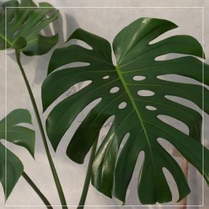 モンステラ 幹立ち 8号 モンステラ 観葉植物...の詳細画像3