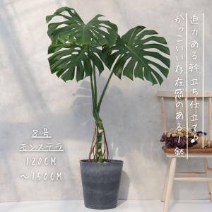 モンステラ 幹立ち 8号 モンステラ 観葉植物...の詳細画像1