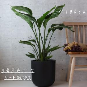 オーガスタ 観葉植物 ストレリチア オーガスタ...の詳細画像1