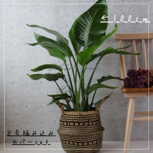 オーガスタ 観葉植物 ストレリチア オーガスタ...の詳細画像2