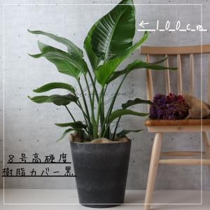 オーガスタ 観葉植物 ストレリチア オーガスタ...の詳細画像3