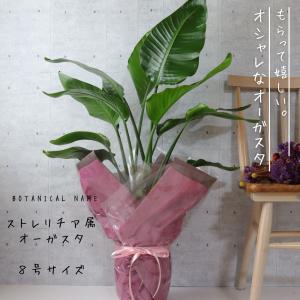 オーガスタ 観葉植物 ストレリチア オーガスタ...の詳細画像4