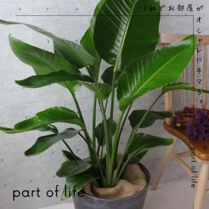 オーガスタ 観葉植物 ストレリチア オーガスタ...の詳細画像5