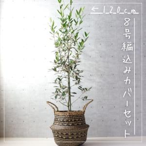 オリーブの木 観葉植物 オリーブ 鉢植え 8号...の詳細画像5