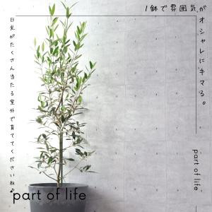 オリーブの木 観葉植物 オリーブ 鉢植え 8号...の詳細画像1