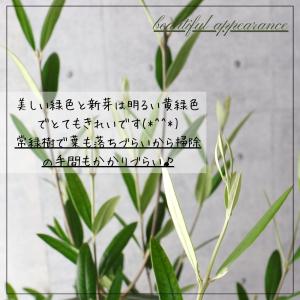 オリーブの木 観葉植物 オリーブ 鉢植え 8号...の詳細画像2