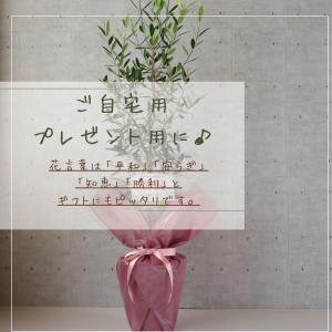 オリーブの木 観葉植物 オリーブ 鉢植え 8号...の詳細画像3