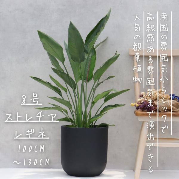 ストレリチア レギネ ８号 観葉植物 極楽鳥花 ８号 観葉植物 レギネ ストレリチア オーガスタ お...