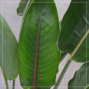 ストレリチア レギネ 8号 観葉植物 極楽鳥花...の詳細画像3