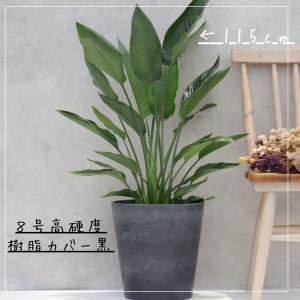 ストレリチア レギネ 8号 観葉植物 極楽鳥花...の詳細画像5