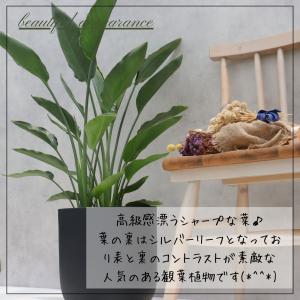 ストレリチア レギネ 8号 観葉植物 極楽鳥花...の詳細画像2