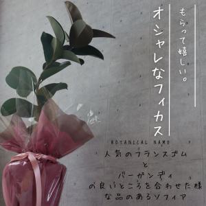 フィカス ソフィア 曲がり 仕立て 7号 ゴム...の詳細画像3