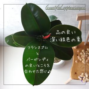 フィカス ソフィア 曲がり 仕立て 7号 ゴム...の詳細画像5