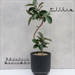 フィカス ソフィア 曲がり 仕立て 7号 ゴム...の詳細画像1