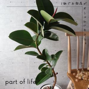 フィカス ソフィア 曲がり 仕立て 7号 ゴム...の詳細画像4