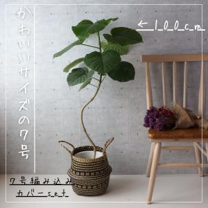 フィカス ウンベラータ 曲がり S字 7号 仕...の詳細画像4