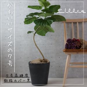 フィカス ウンベラータ 曲がり S字 7号 仕...の詳細画像2
