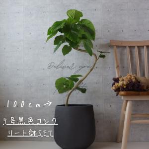 フィカス ウンベラータ 曲がり S字 7号 仕...の詳細画像3