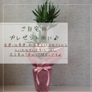 【縁起の良い 観葉植物】ユッカ エレファンティ...の詳細画像4