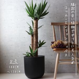 【縁起の良い 観葉植物】ユッカ エレファンティ...の詳細画像1