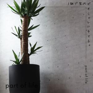 【縁起の良い 観葉植物】ユッカ エレファンティ...の詳細画像2
