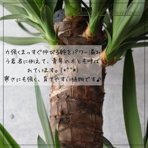 【縁起の良い 観葉植物】ユッカ エレファンティ...の詳細画像3