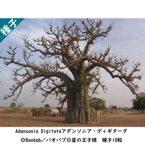 バオバブ その他種 種子 の商品一覧 種 種子 花 ガーデニング 通販 Yahoo ショッピング