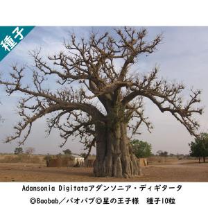 アダンソニア ディギタータ Adansonia_digitata  種子10粒