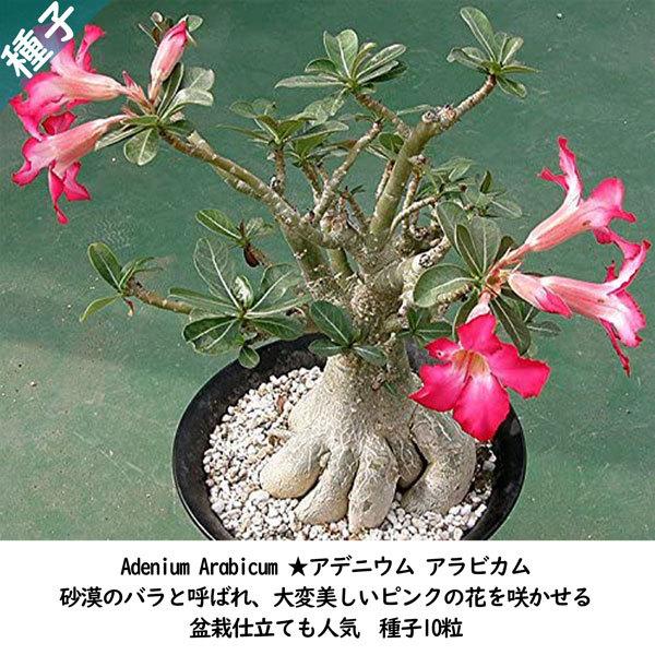 多肉植物 塊根植物 種子 種 盆栽 砂漠のバラ キョウチクトウ科 Adenium Arabicum-...