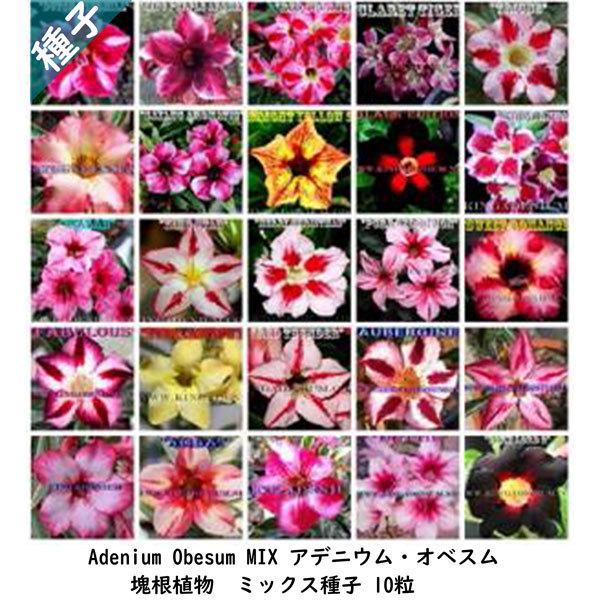 多肉植物 塊根植物 種子 種 コーデックス 砂漠の薔薇 キョウチクトウ科 Adenium Obesu...