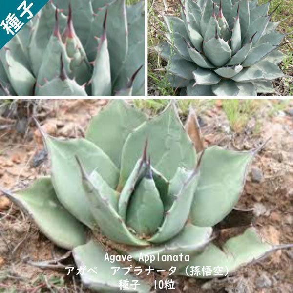 多肉植物 種子 アガベ アプラナータ Agave Applanata ツルボラン科 リュウゼツラン属...