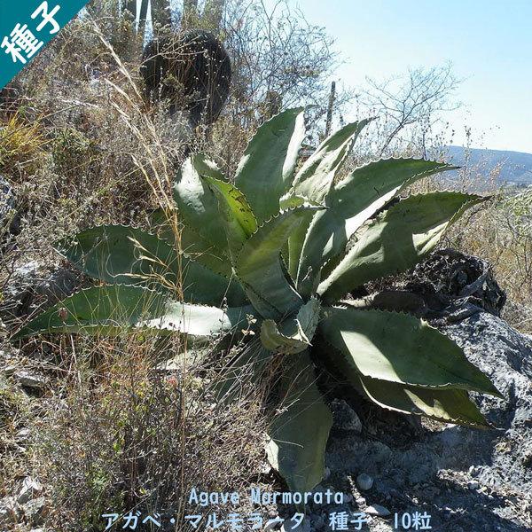 多肉植物 種子 種 アガベ マルモラータ Agave Marmorata ツルボラン科 リュウゼツラ...