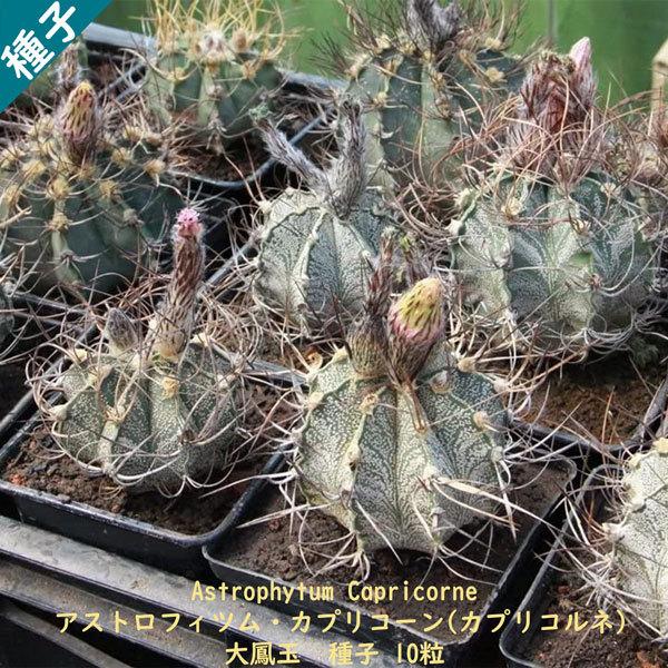 観葉植物 サボテン 種子 種 アストロフィツム カプリコーン Astrophytum Caprico...