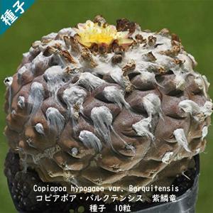 観葉植物 種子 種  Copiapoa hypogaea var Barquitensis コピアポア バルクテンシス 紫鱗竜 南米 サボテン  種子10粒