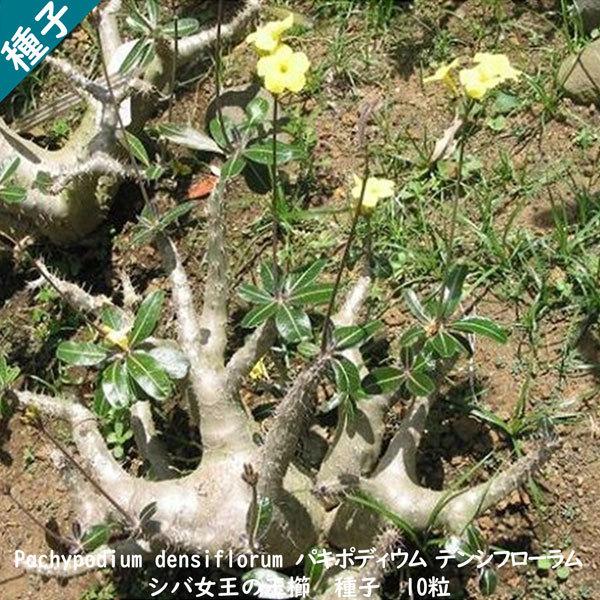 多肉植物 種子 種 Pachypodium densiflorum パキポディウム デンシフローラム...